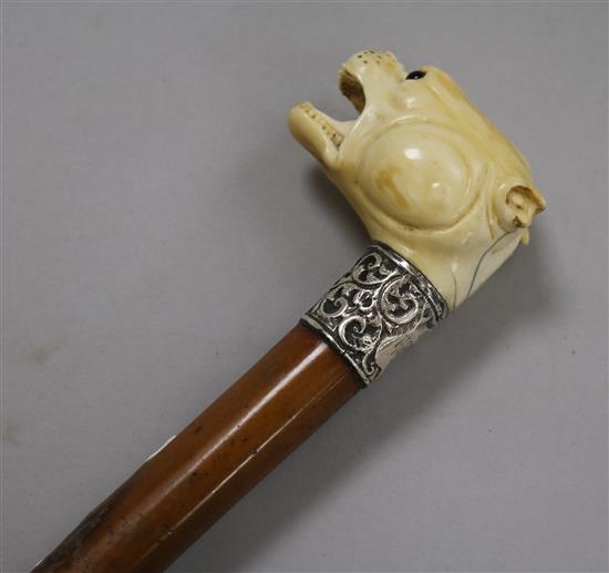 A walking cane with carved ivory handle in shape of snarling dog length 90cm